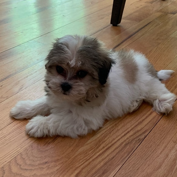 Meet your Posher, Amy Zgonce-Moore. - Picture 2 of 3